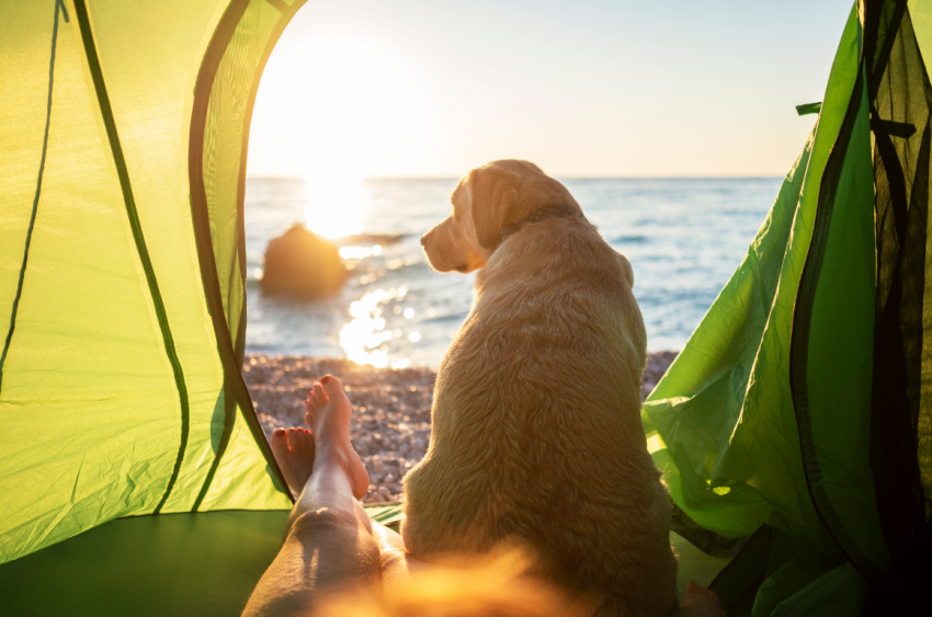 Best Tent for Camping with a Dog